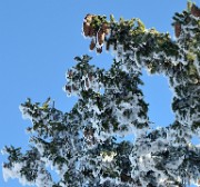 20150101-026-Pinea