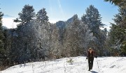 20150101-033-Pinea