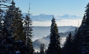20150101-043-Pinea