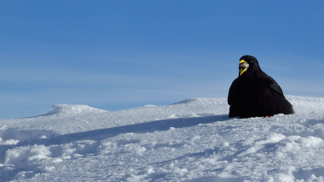 20150118-028-PicStMichel.jpg -  Quand c'est du saucisson, il mange meme quand c'est trop grand ...