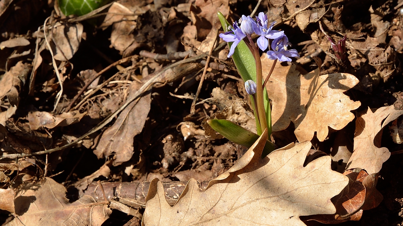 20150312-012-StEynard.jpg - The scillas are out on the slopes in the sun, even just below the top (probably a scilla bifolia, typical for the region)