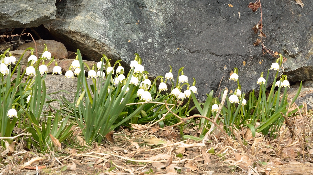 20150314-032-Aup-du-Pont.jpg - Niveoles de printemps au bord de la fontaine