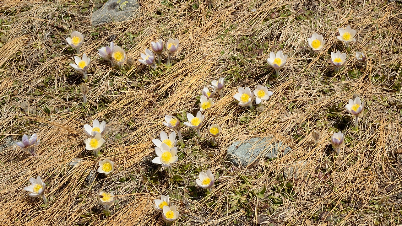 20150510-028-Ciamarella.jpg - Pulsatilles printanieres dans la remontee au refuge