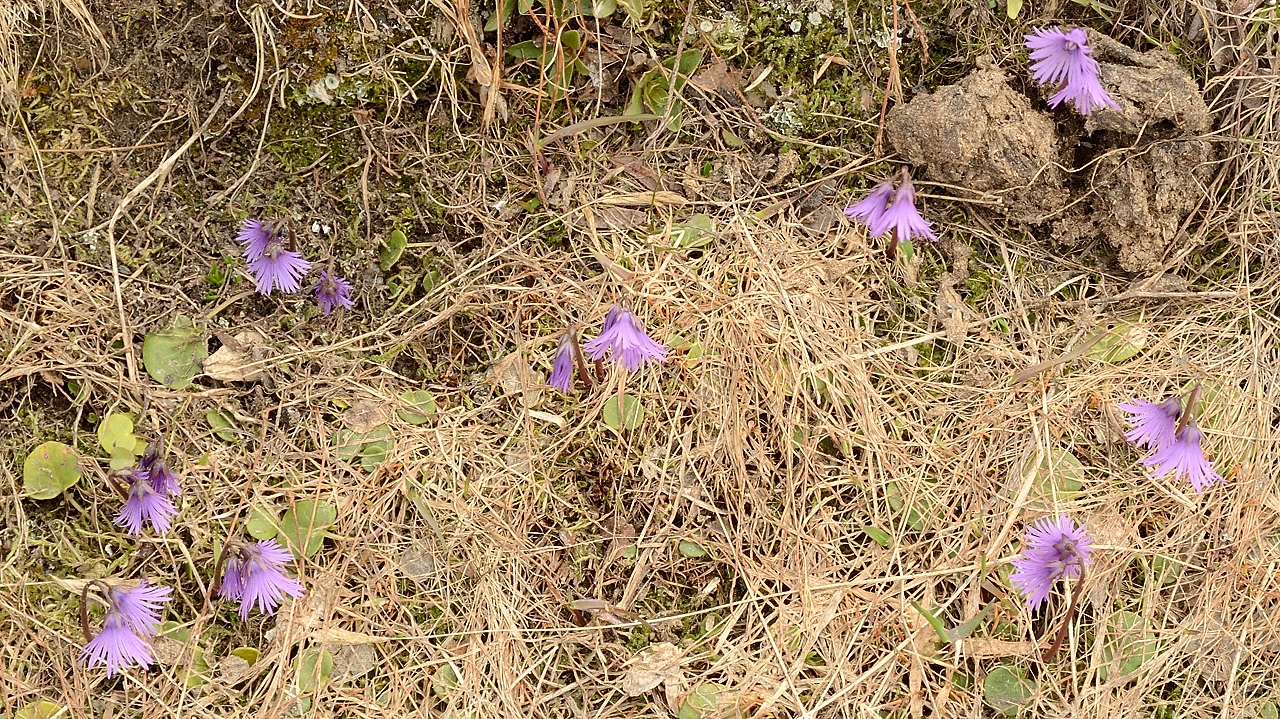 20150514-027-Etendard.jpg - Quelques soldanelles dans la montee apres le refuge