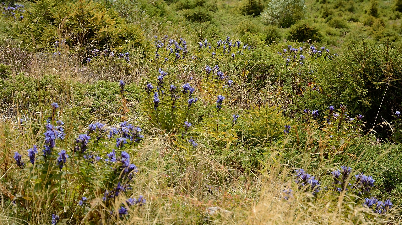 20150912-010-GrdCharnier.jpg - Des gentianes dans les pentes au-dessus de la station