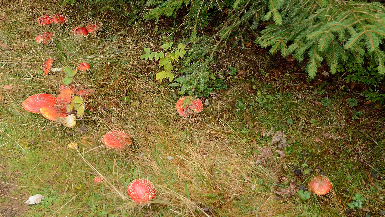 20151018-001-Arith-Bauges.jpg - Plus loin on trouve un (unique) cepe mais celles-la sont partout