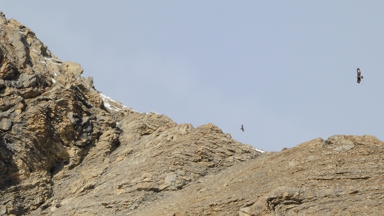 20151024-004-Prapic-Reyna.jpg - Quel oiseaux audessus de l'arete ouest  de la Pointe de Reyna