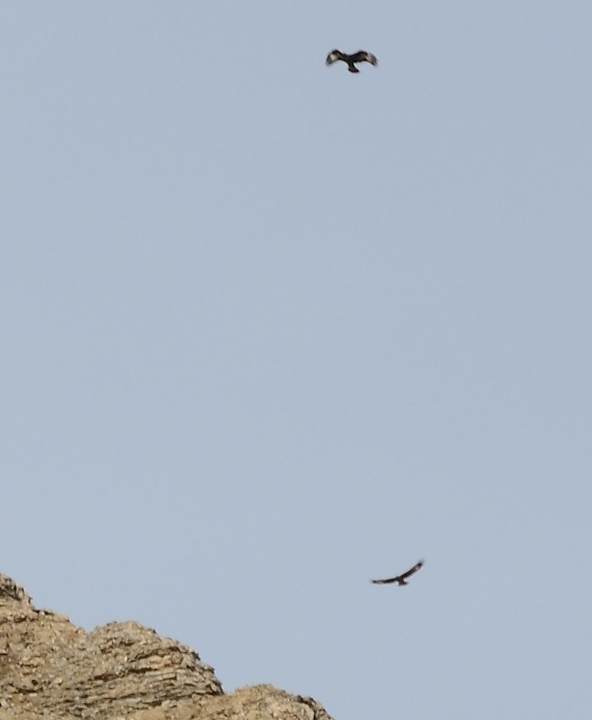 20151024-005-Prapic-Reyna.jpg - Quel oiseaux audessus de l'arete ouest  de la Pointe de Reyna