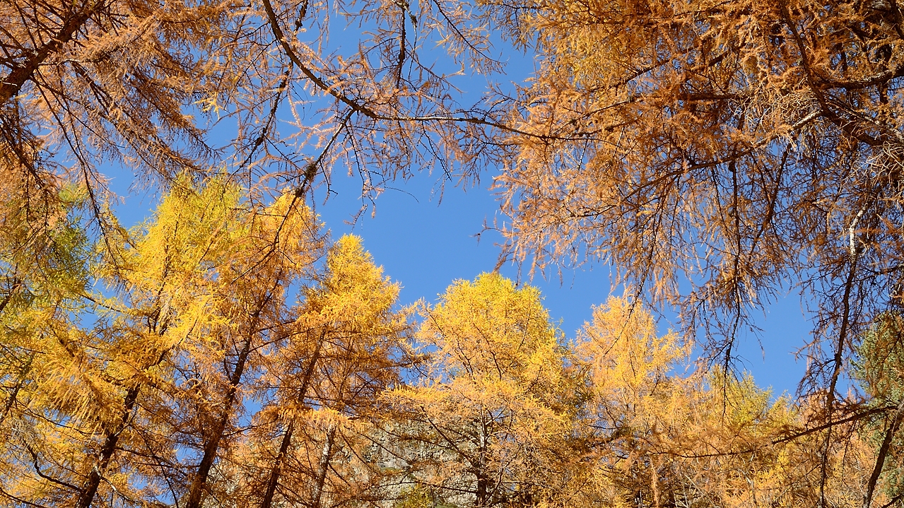 20151101-010-FontFroide.jpg - Avouez, ils sont si beaux les mélèzes