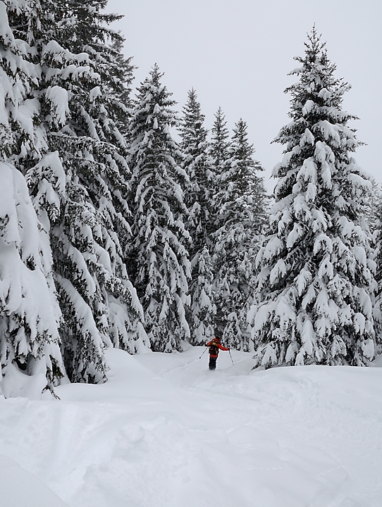 20160306-009-PasCoche.jpg - De retour dans la forêt juste au-dessus du habert (celui d'en bas encore)