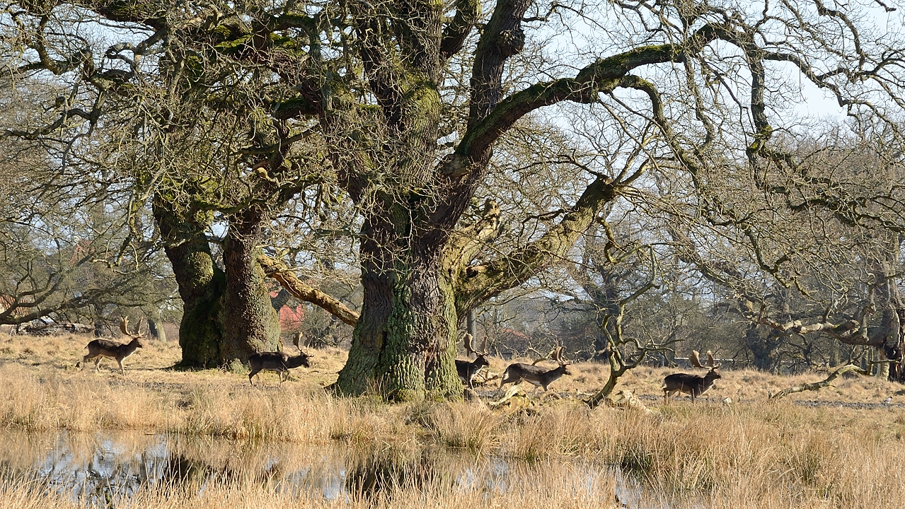 20160311-025-Copenhaguen.jpg -  ... plenty of deers (a kind of Fallow Deer, without white spots) running around freely 