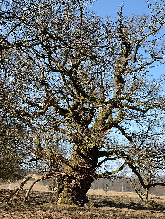 20160311-029-Copenhaguen.jpg -  ... and some magnificent trees