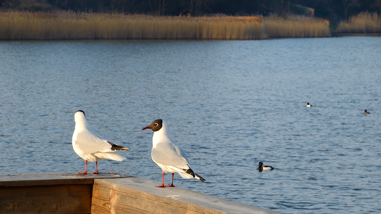 20160312-083-Copenhaguen.jpg