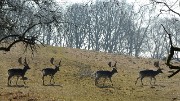 20160311-028-Copenhaguen