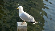 20160311-061-Copenhaguen