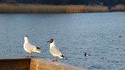 20160312-083-Copenhaguen