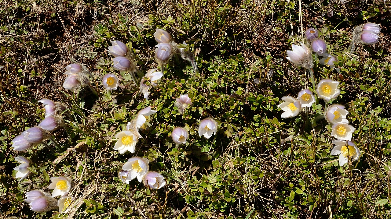 20160521-014-AigArgentieres.jpg - Et voila les fleurs de printemps ... ca a manqué la-bas dans le Karakorum