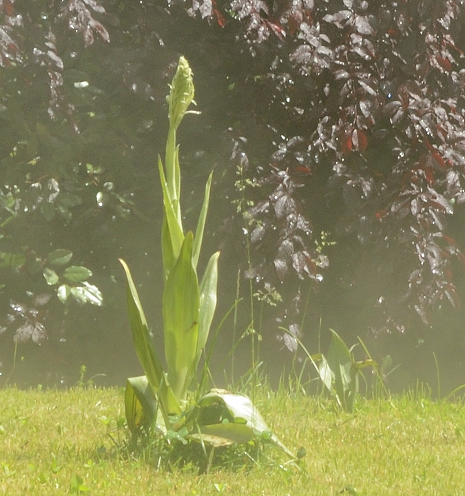 20160519-002-OrchisBouc.jpg -  ... d'ici quelques annees il y aura un autre, on apercoit le petit frère qui a poussé ce printemps