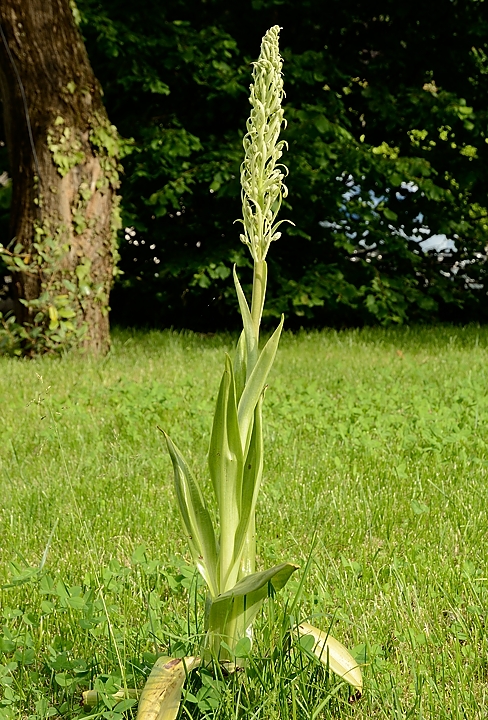 20160528-004-OrchisBouc.jpg - 10 jours plus tard : on commence a voir les fleurs ...