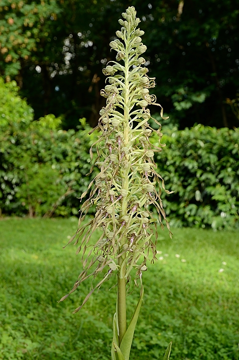 20160603-010-OrchisBouc.jpg - encore une semaine plus tard : les fleurs commencent a s'ouvrir en plein