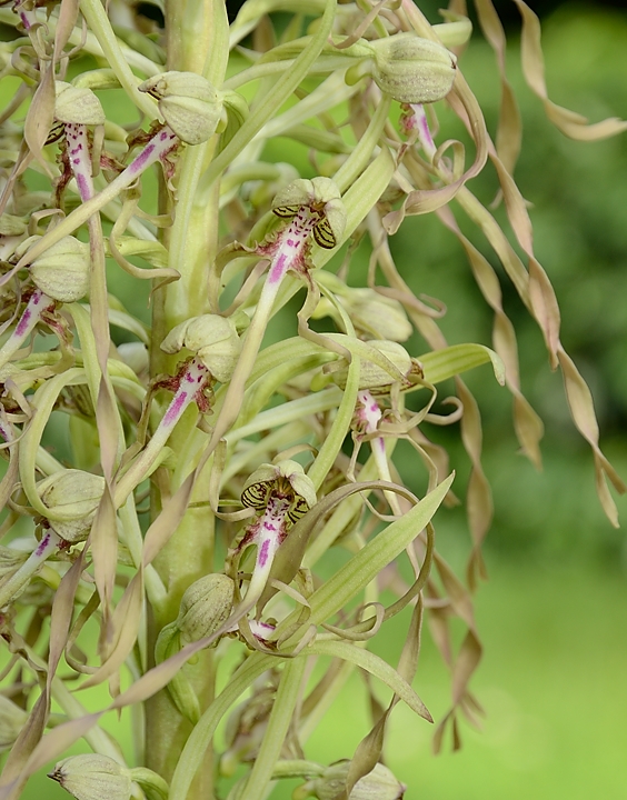20160603-011-OrchisBouc.jpg -   ... 