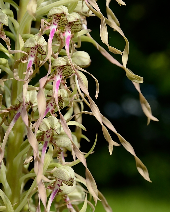 20160604-014-OrchisBouc.jpg -  ...