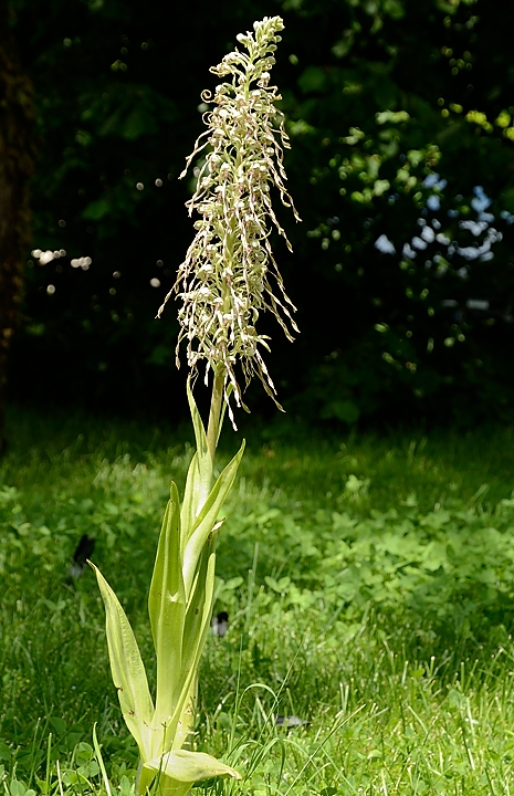 20160604-017-OrchisBouc.jpg -  ...