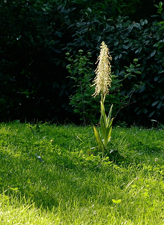 20160607-019-OrchisBouc.jpg - Dans la lumiere d'un matin ensoleille