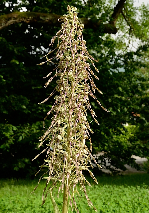 20160609-024-OrchisBouc.jpg - Encore  une semaine plus tard : vraiment pleinement ouverte, meme a la pointe