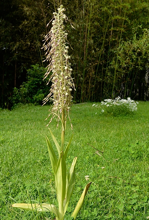 20160609-025-OrchisBouc.jpg -  ... 