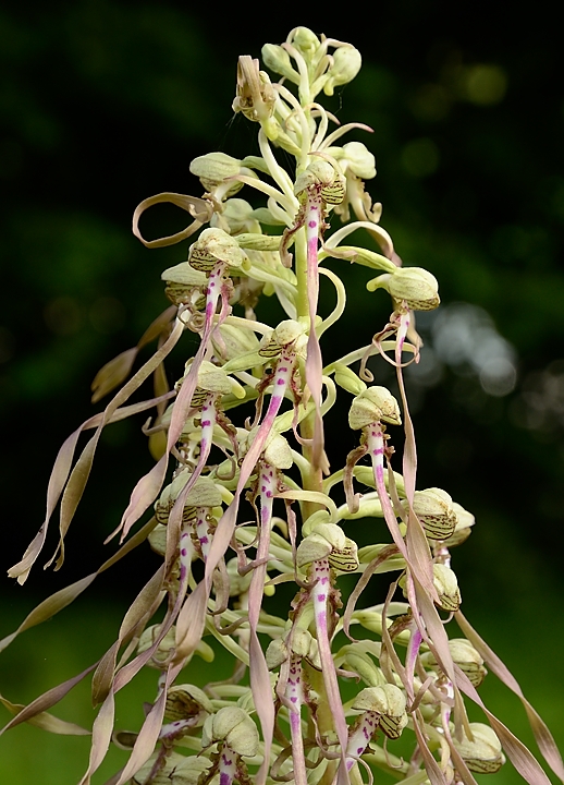 20160609-028-OrchisBouc.jpg -  ...