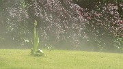 20160519-001-OrchisBouc