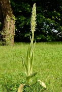 20160528-004-OrchisBouc