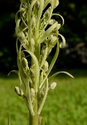 20160528-006-OrchisBouc