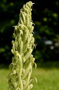 20160528-008-OrchisBouc