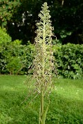 20160603-010-OrchisBouc