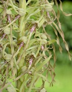 20160603-011-OrchisBouc