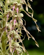20160604-014-OrchisBouc