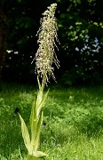 20160604-017-OrchisBouc