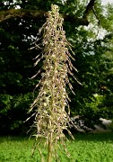 20160609-024-OrchisBouc