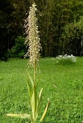 20160609-025-OrchisBouc