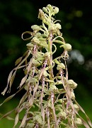 20160609-028-OrchisBouc