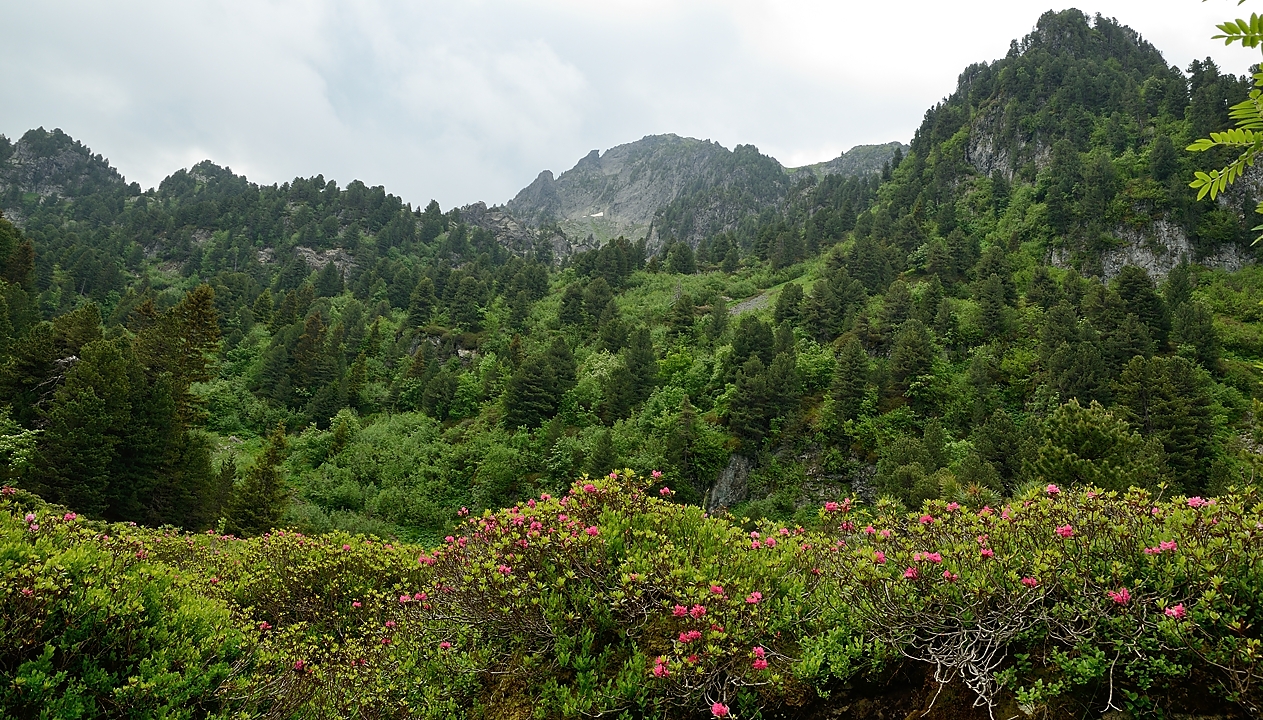 20160702-001-ArollesChamrouss.jpg - Apres le raidillon de Casserousse (vers 1700m) on arrive dans une foret mixte ...