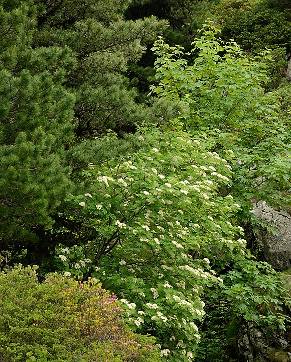 20160702-005-ArollesChamrouss.jpg -  ... ici  des rhododendrons, des sobiers des oiseleurs, erables et des "jeunes" pins cembra ("jeune" est relatif, vu leur taille ils ont au moins 50-100 ans quand meme, mais ils ont encore un port de jeunesse)