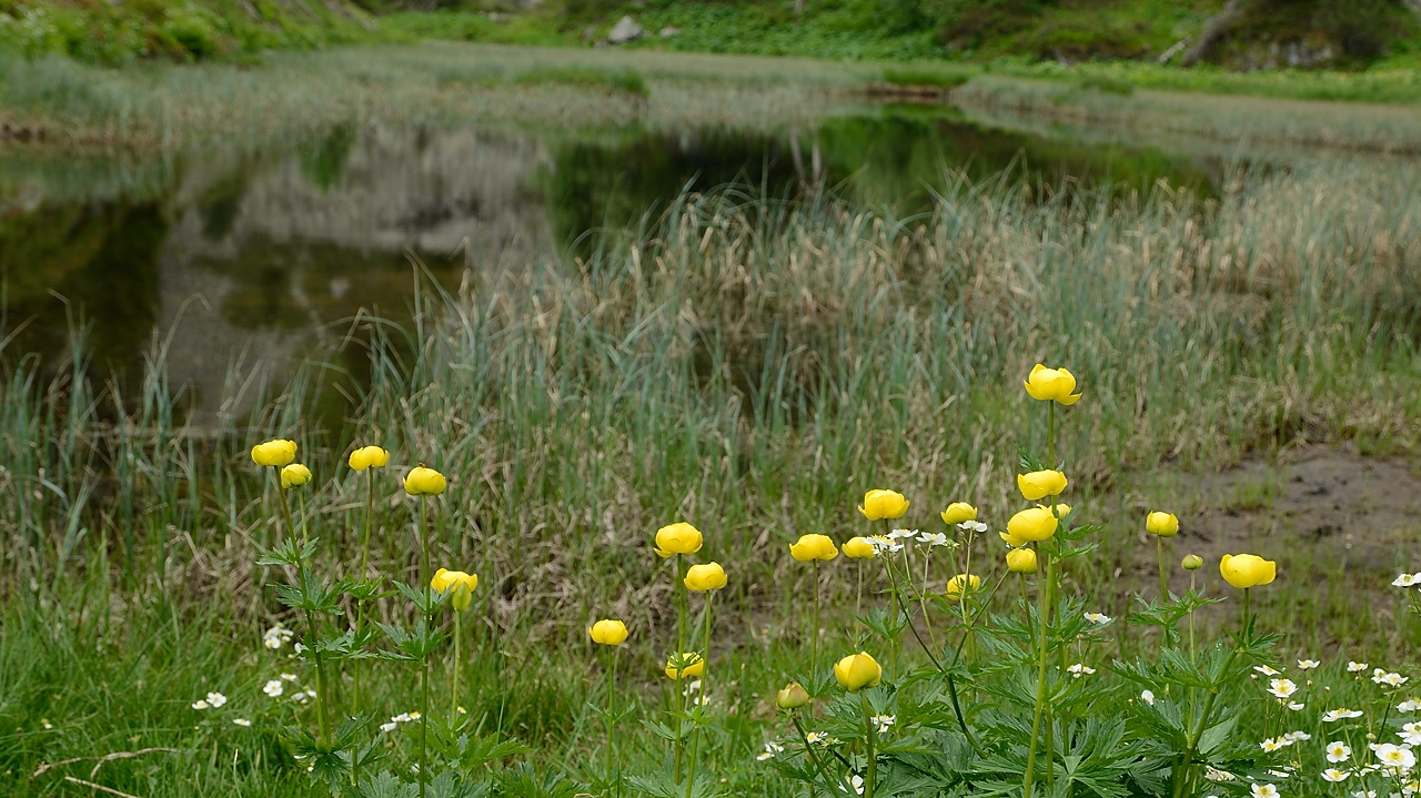 20160702-010-ArollesChamrouss.jpg - Trolles d'Europe au Lac des Pourettes