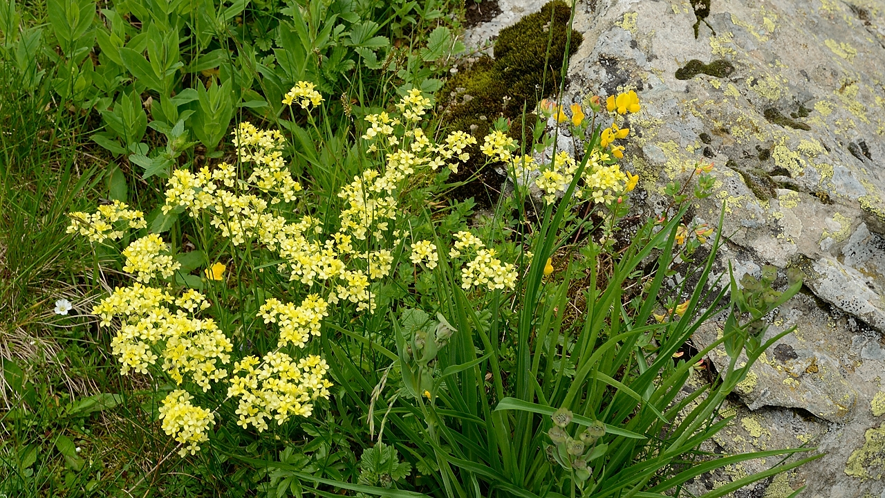 20160702-011-ArollesChamrouss.jpg - Il me semblait bien que je ne connaissais pas cette fleur ... et ben, je n'ai rien trouvee de tres convaincant ni dans les livres ni sur le net  )-: