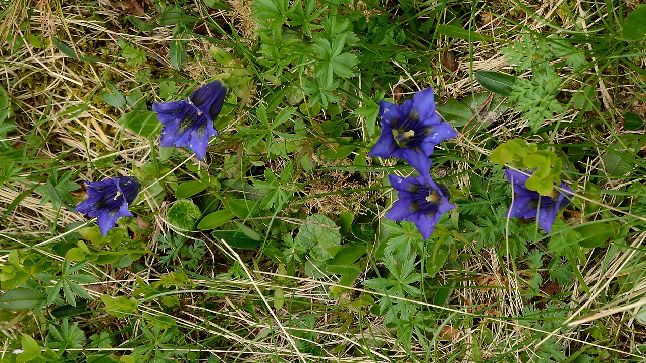 20160702-014-ArollesChamrouss.jpg - Gentianes de Koch (on dirait bien qu'ils ont une tige)