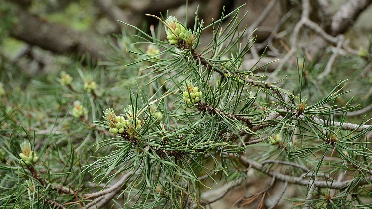 20160702-021-ArollesChamrouss.jpg - "Fleurs" mâles d'un pin crochet (pinus montana ou pinus mugo ssp unicata)