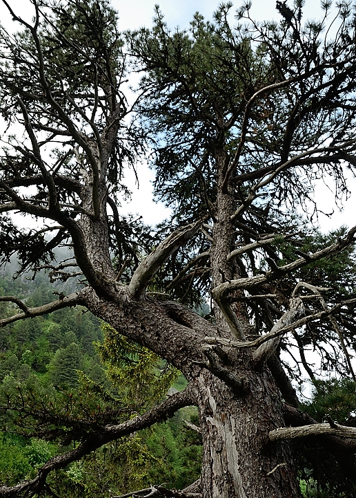 20160702-024-ArollesChamrouss.jpg - Port d'un vieux cembra juste apres le Lac des Pourettes