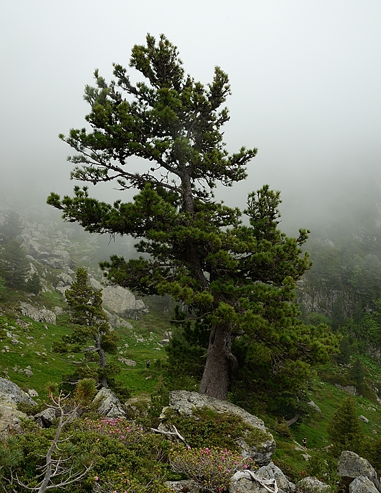 20160702-045-ArollesChamrouss.jpg - Encore un vieux  cembra, un peu plus haut, a mi-chemin entre le  lac et le col il y en a plusieurs